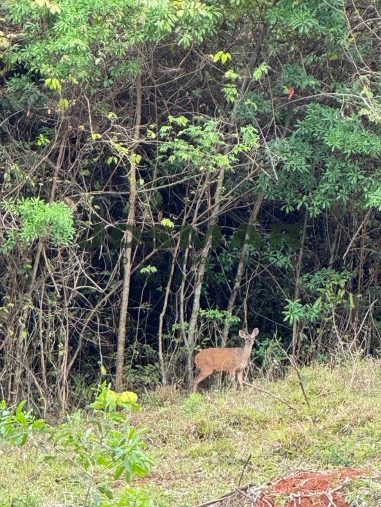 sitio-venda-regiao-mato-dentro-mateus-leme-mg-1078264